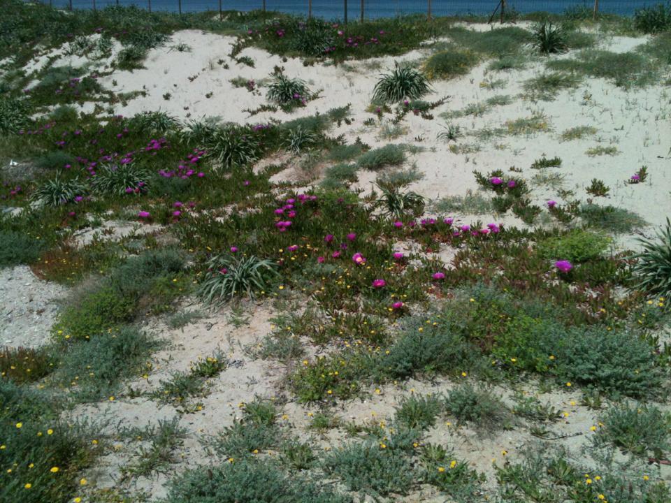 Camping Golfo Dell'Asinara Platamona Eksteriør billede